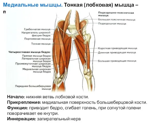 Медиальные мышцы. Тонкая (лобковая) мышца – m.glacilis Начало: нижняя ветвь