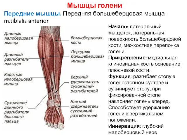 Мышцы голени Передние мышцы. Передняя большеберцовая мышца- m.tibialis anterior Начало: