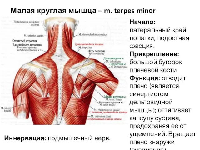 Малая круглая мышца – m. terpes minor Начало: латеральный край