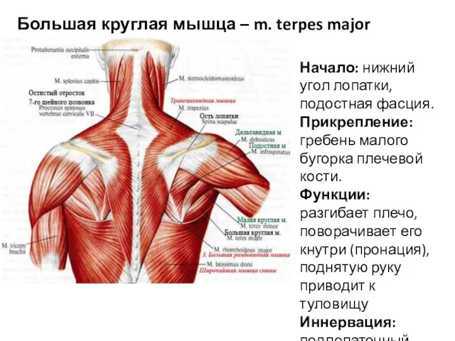 Большая круглая мышца – m. terpes major Начало: нижний угол