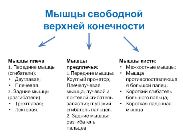 Мышцы свободной верхней конечности Мышцы плеча: 1. Передние мышцы (сгибатели):