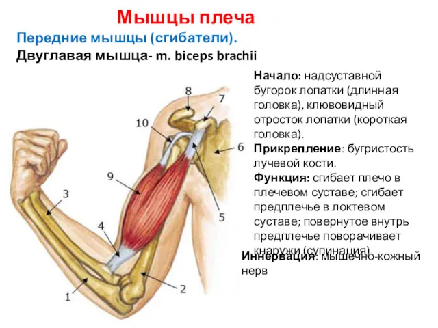 Мышцы плеча Передние мышцы (сгибатели). Двуглавая мышца- m. biceps brachii