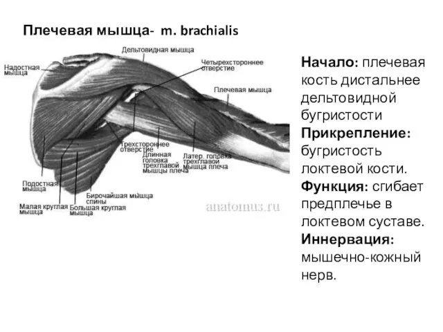 Плечевая мышца- m. brachialis Начало: плечевая кость дистальнее дельтовидной бугристости