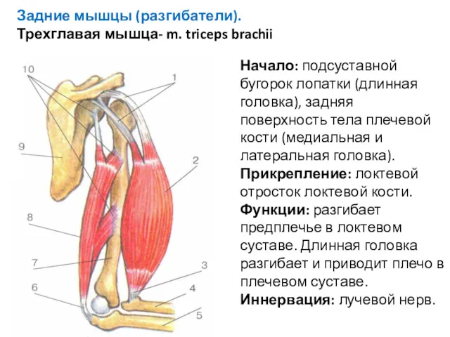 Задние мышцы (разгибатели). Трехглавая мышца- m. triceps brachii Начало: подсуставной