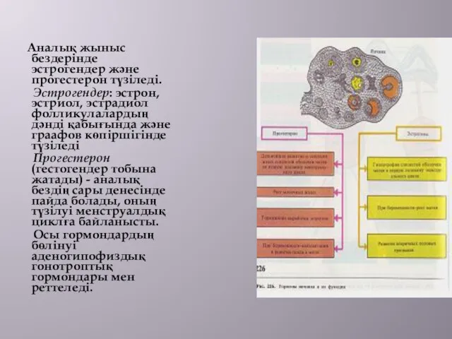 Аналық жыныс бездерінде эстрогендер және прогестерон түзіледі. Эстрогендер: эстрон, эстриол,