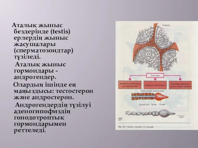 Аталық жыныс бездерінде (testis) ерлердің жыныс жасушалары (сперматозоидтар) түзіледі. Аталық