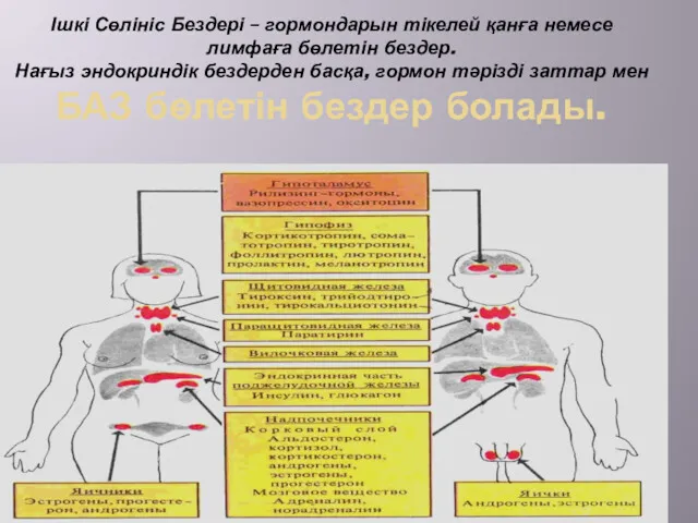 Ішкі Сөлініс Бездері – гормондарын тікелей қанға немесе лимфаға бөлетін