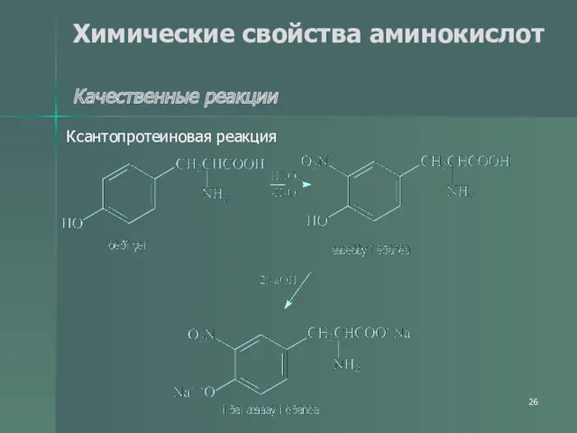 Химические свойства аминокислот Качественные реакции Ксантопротеиновая реакция