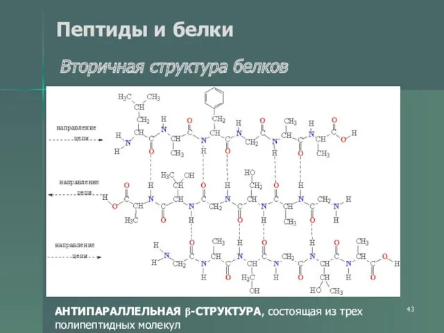 Пептиды и белки Вторичная структура белков АНТИПАРАЛЛЕЛЬНАЯ β-СТРУКТУРА, состоящая из трех полипептидных молекул