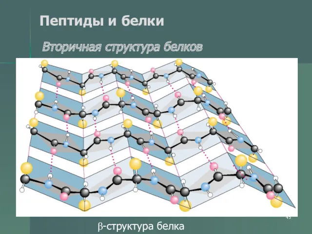 Пептиды и белки Вторичная структура белков β-структура белка