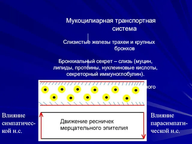 Мукоцилиарная транспортная система Слизистые железы трахеи и крупных бронхов Бронхиальный секрет – слизь