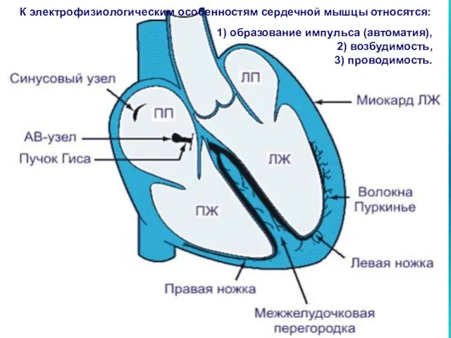 1) образование импульса (автоматия), 2) возбудимость, 3) проводимость. К электрофизиологическим особенностям сердечной мышцы относятся: