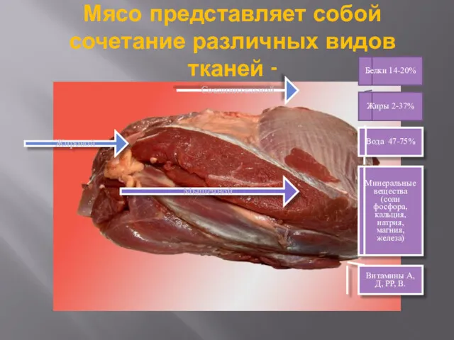 Мясо представляет собой сочетание различных видов тканей - Соединительной Жировой