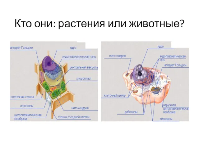 Кто они: растения или животные?