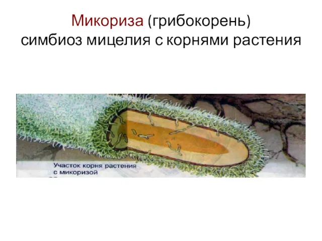Микориза (грибокорень) симбиоз мицелия с корнями растения