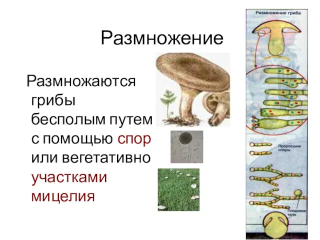Размножение Размножаются грибы бесполым путем с помощью спор или вегетативно участками мицелия