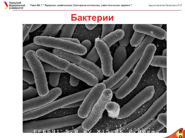 80 Бактерии