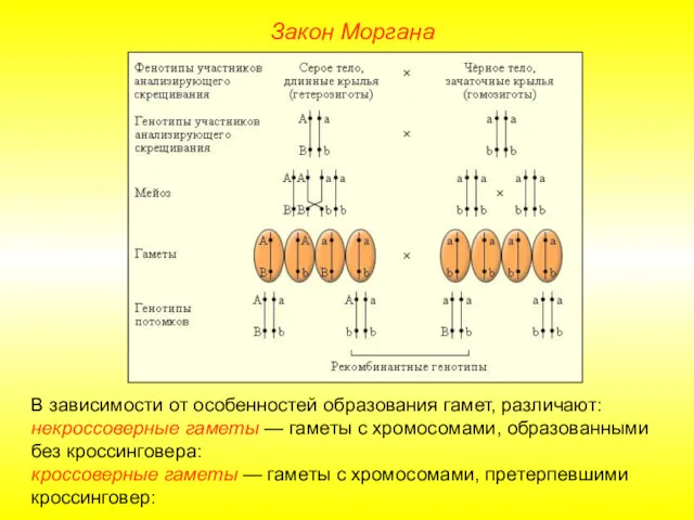 Закон Моргана В зависимости от особенностей образования гамет, различают: некроссоверные