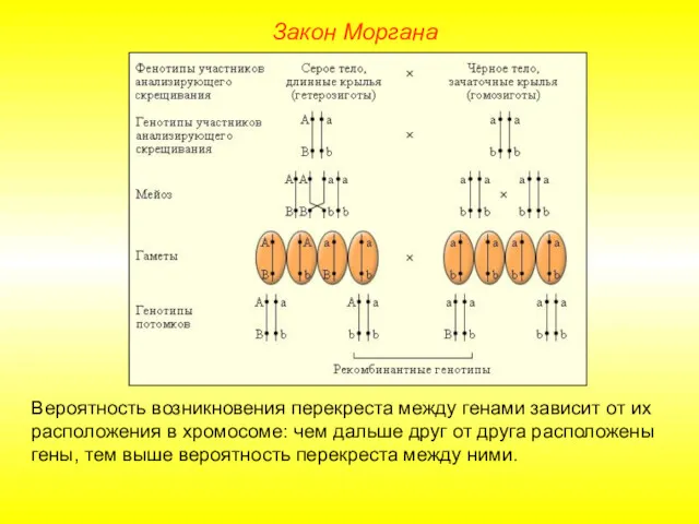 Закон Моргана Вероятность возникновения перекреста между генами зависит от их