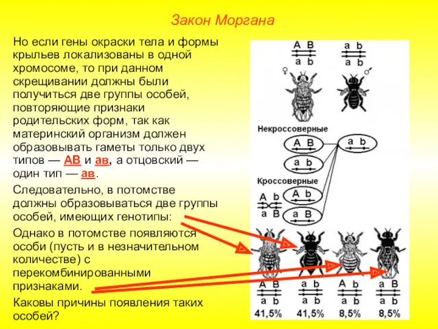 Закон Моргана Но если гены окраски тела и формы крыльев