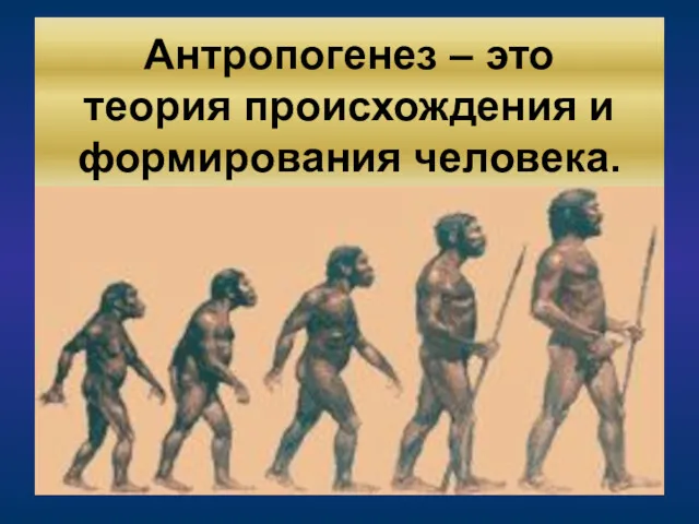 Антропогенез – это теория происхождения и формирования человека.