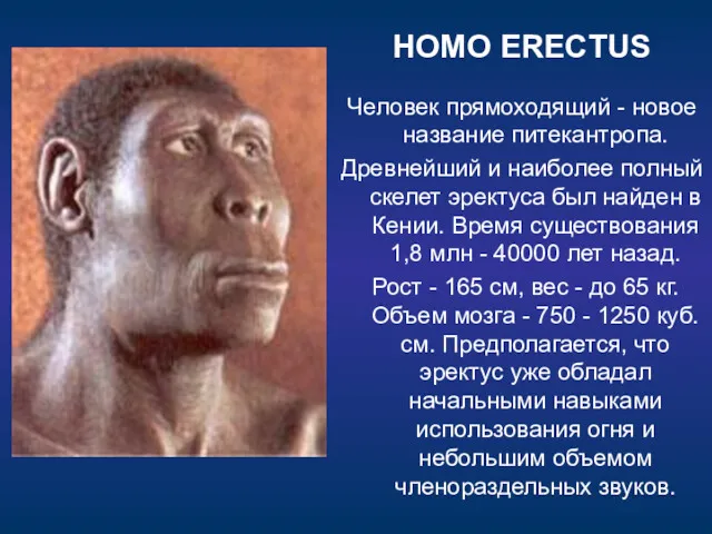 HOMO ERECTUS Человек прямоходящий - новое название питекантропа. Древнейший и