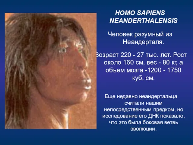 HOMO SAPIENS NEANDERTHALENSIS Человек разумный из Неандерталя. Возраст 220 -