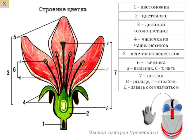 1 - цветоножка 2 - цветоложе 3 – двойной околоцветник