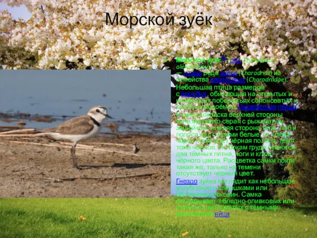 Морской зуёк Морско́й зуёк[1] (лат. Charadrius alexandrinus) — птица рода