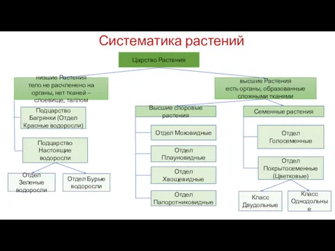 Систематика растений Царство Растения низшие Растения тело не расчленено на