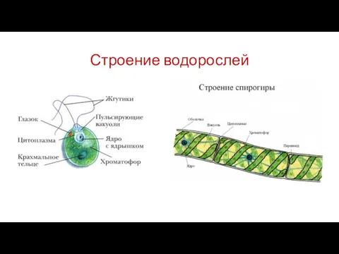 Строение водорослей