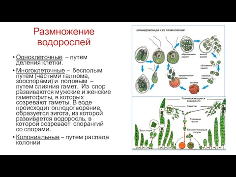 Размножение водорослей Одноклеточные – путем деления клетки. Многоклеточные – бесполым