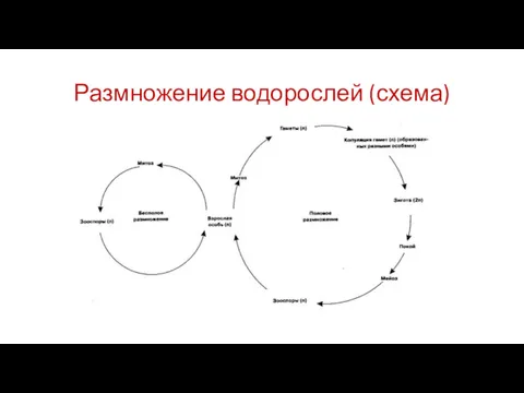 Размножение водорослей (схема)