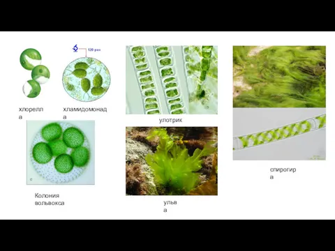 хлорелла хламидомонада Колония вольвокса спирогира улотрикс ульва