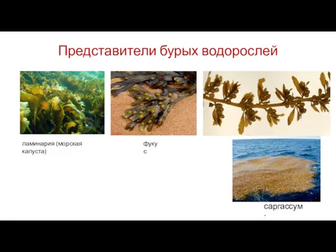 Представители бурых водорослей саргассум. ламинария (морская капуста) фукус
