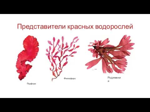 Представители красных водорослей Родимения