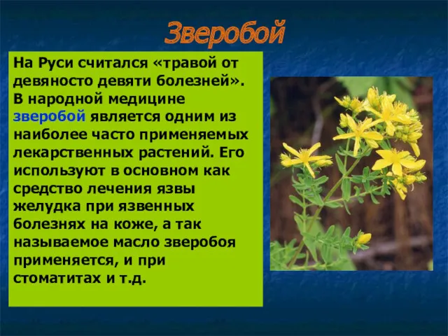 На Руси считался «травой от девяносто девяти болезней». В народной