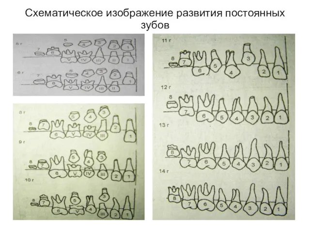 Схематическое изображение развития постоянных зубов
