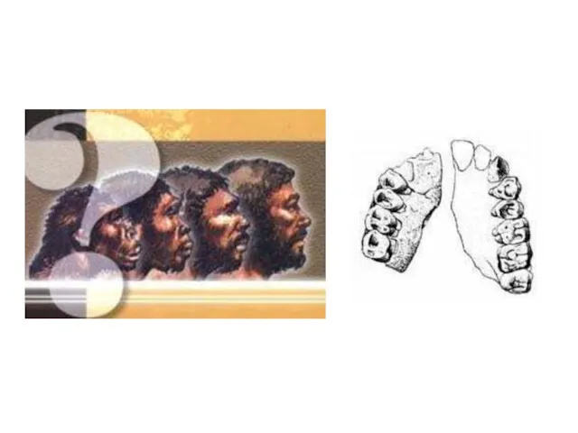 Эволюция лицевого скелета человека