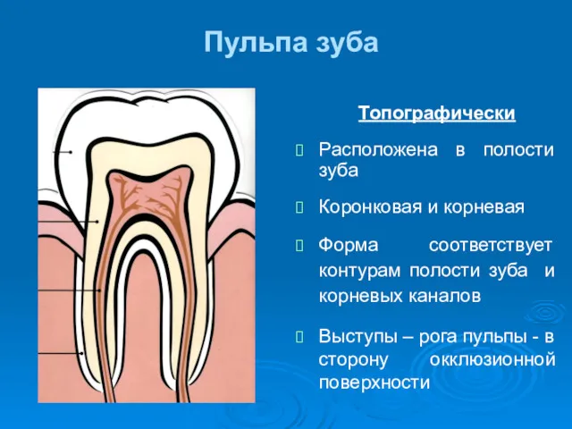 Пульпа зуба Топографически Расположена в полости зуба Коронковая и корневая