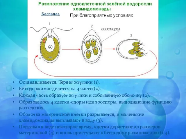 Останавливается. Теряет жгутики (1). Её содержимое делится на 4 части