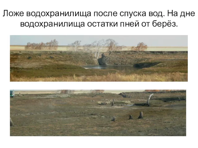 Ложе водохранилища после спуска вод. На дне водохранилища остатки пней от берёз.