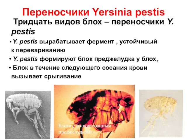 Переносчики Yersinia pestis Тридцать видов блох – переносчики Y. pestis