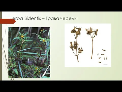 Herba Bidentis – Трава череды