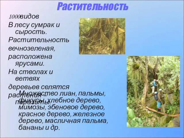 Растительность 1000видов В лесу сумрак и сырость. Растительность вечнозеленая, расположена