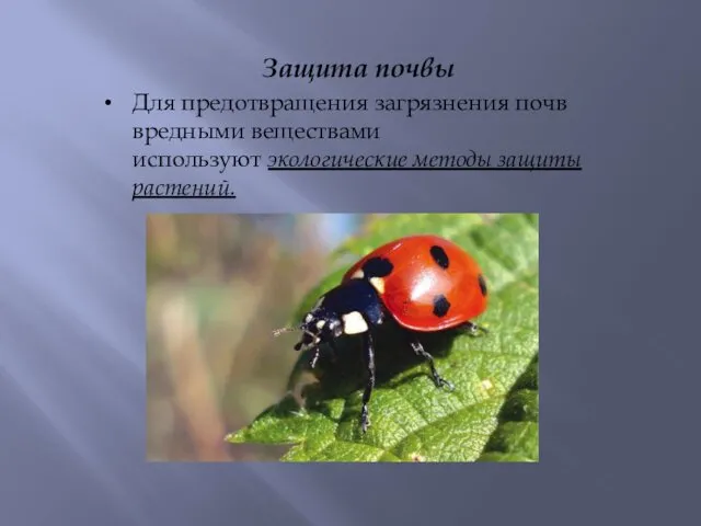 Защита почвы Для предотвращения загрязнения почв вредными веществами используют экологические методы защиты растений.