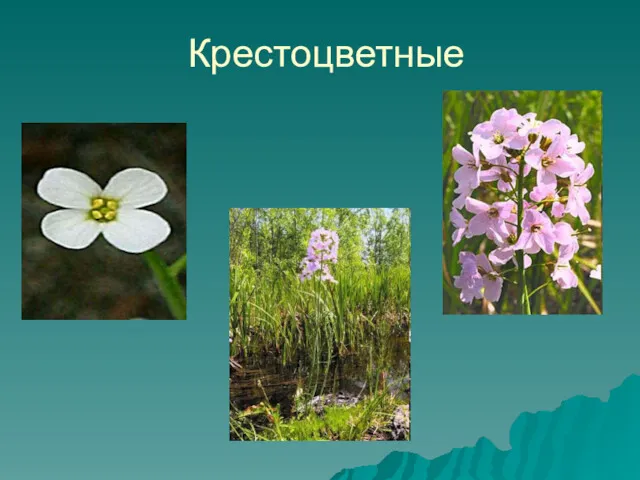 Крестоцветные