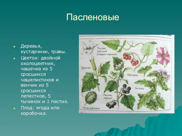 Пасленовые Деревья, кустарники, травы. Цветок: двойной околоцветник, чашечка из 5