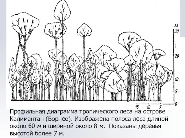 Профильная диаграмма тропического леса на острове Калимантан (Борнео). Изображена полоса