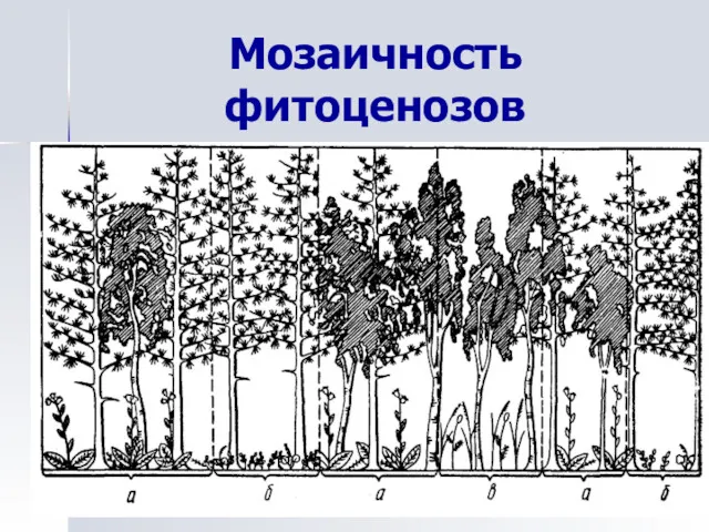 Мозаичность фитоценозов